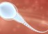 spermatogeneze.jpg - kopie - kopie