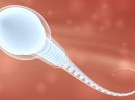 spermatogeneze.jpg - kopie - kopie