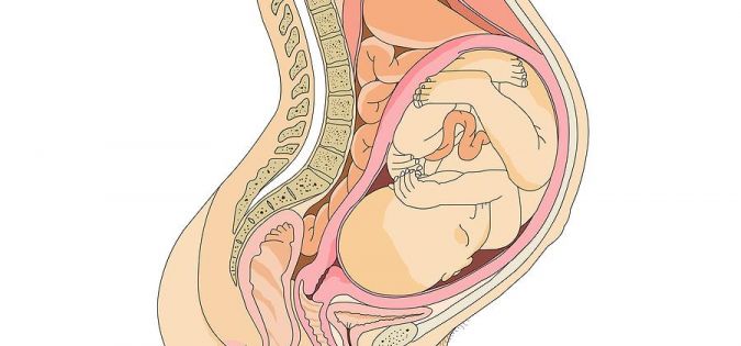 Děloha v těhotenství