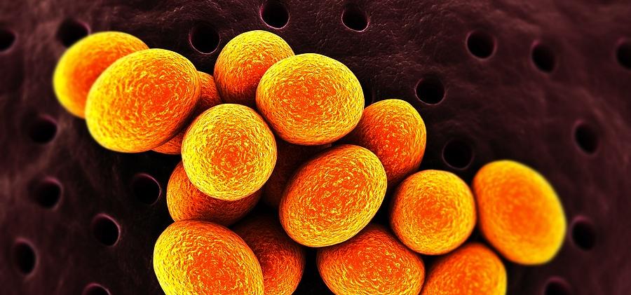 зеластофас